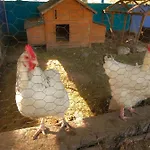 Oda ve Kahvaltı La Norelie 3*